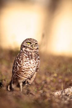 Burrowing owl Athene cunicularia perched outside its burrow on Marco Island, Florida