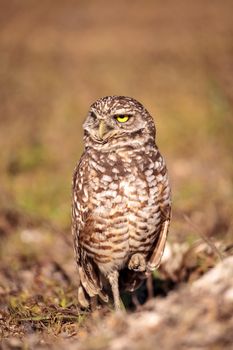 Burrowing owl Athene cunicularia perched outside its burrow on Marco Island, Florida