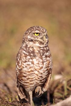 Burrowing owl Athene cunicularia perched outside its burrow on Marco Island, Florida