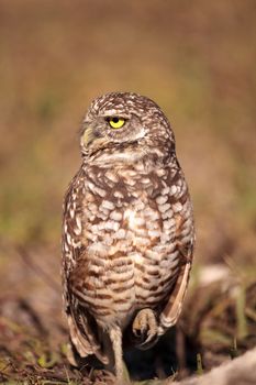 Burrowing owl Athene cunicularia perched outside its burrow on Marco Island, Florida