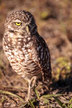 Burrowing owl Athene cunicularia perched outside its burrow on Marco Island, Florida