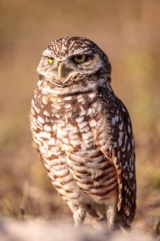 Burrowing owl Athene cunicularia perched outside its burrow on Marco Island, Florida