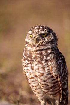 Burrowing owl Athene cunicularia perched outside its burrow on Marco Island, Florida