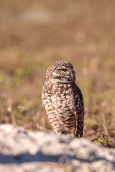 Burrowing owl Athene cunicularia perched outside its burrow on Marco Island, Florida