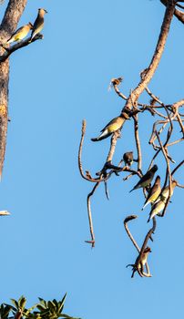 Group of Cedar waxing birds Bombycilla cedrorum perch on a pine tree in Naples, Florida