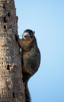 Eastern Fox squirrel Sciurus niger raids a birdfeeder in Naples, Florida