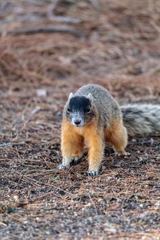 Eastern Fox squirrel Sciurus niger raids a birdfeeder in Naples, Florida