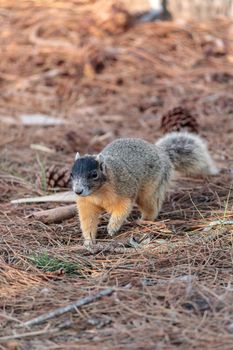 Eastern Fox squirrel Sciurus niger raids a birdfeeder in Naples, Florida