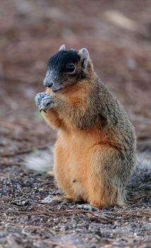 Eastern Fox squirrel Sciurus niger raids a birdfeeder in Naples, Florida