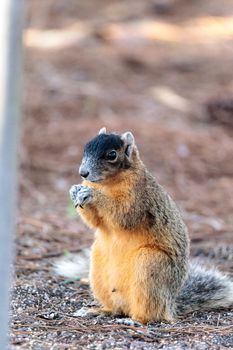 Eastern Fox squirrel Sciurus niger raids a birdfeeder in Naples, Florida