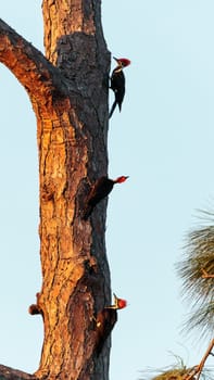 Three juvenile pileated woodpecker birds Dryocopus pileatus on a tree in Naples, Florida