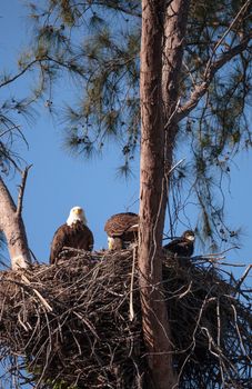 Family of two bald eagle Haliaeetus leucocephalus parents with their nest of chicks on Marco Island, Florida in the winter.