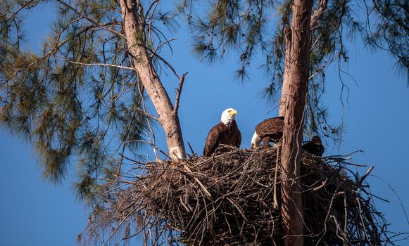 Family of two bald eagle Haliaeetus leucocephalus parents with their nest of chicks on Marco Island, Florida in the winter.