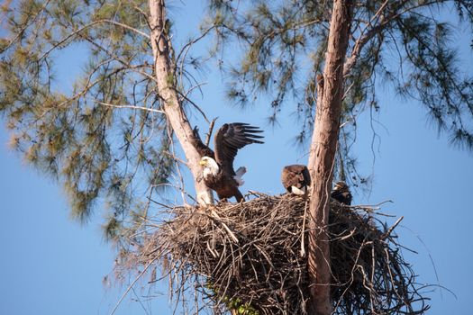 Family of two bald eagle Haliaeetus leucocephalus parents with their nest of chicks on Marco Island, Florida in the winter.