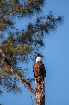 Adult bald eagle Haliaeetus leucocephalus stands guard near his nest on Marco Island, Florida in the winter.