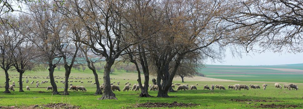 Flock of sheep in spring time