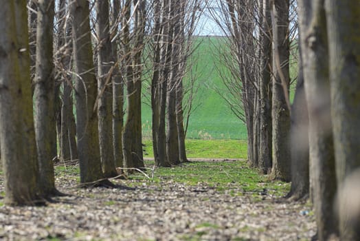 Forest trees tunel in spring time