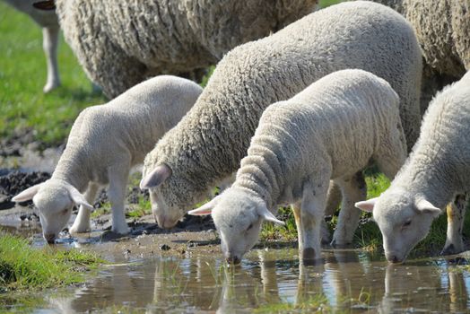 Herd of sheep drinking water in spring time