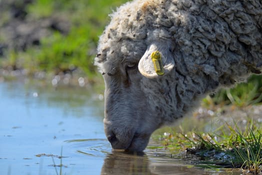 Sheep drinking water in spring time