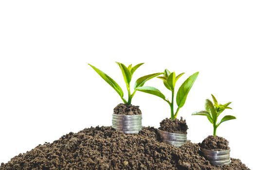 Young green plant with stack coin on ground for growing business financial and accounting concept.