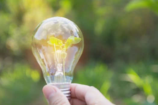 Hand of person holding light bulb for idea or success or solar energy concept.