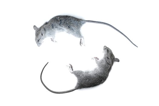 Close up small rat,  laboratory black mouse isolated on white background.