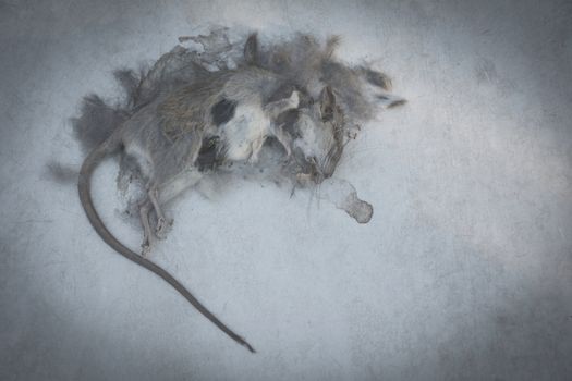 Dead rat, mouse on floor. Dead rat on a ground.