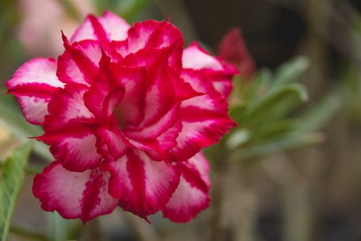 Close up red flower on the nature background.