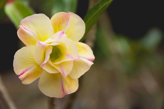 Close up yellow flower on the nature background.