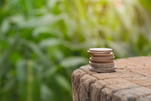 Saving money concept with money coin stack growing on nature background.