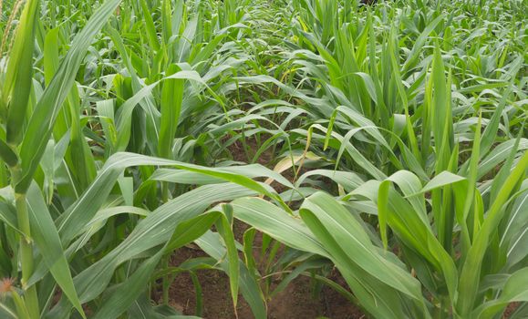 Close up of organic young corn field at agriculture farm.