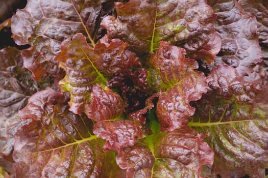 Close up of raw fresh red vegetable texture and background, 