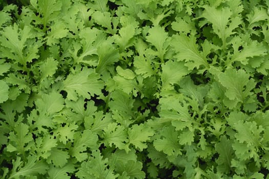 Close up of raw fresh green vegetable texture and background, 