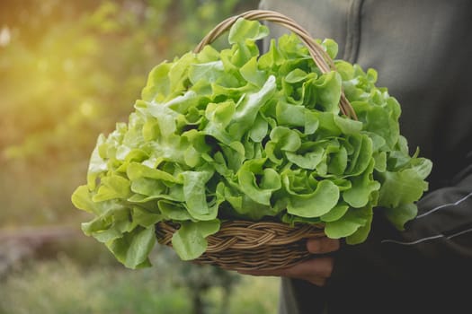 Woman holding raw fresh green vegetable in basket on nature background.