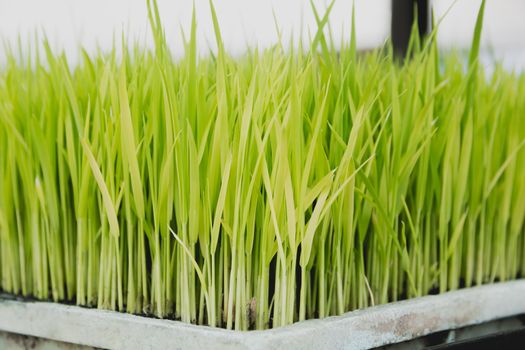 Close up of yellow green rice field.
