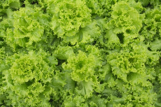 Close up of raw fresh green vegetable texture and background.