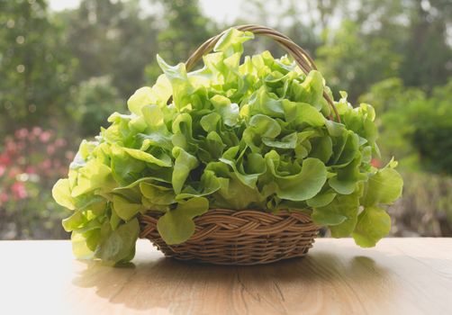 Raw fresh green vegetable in basket on table with nature background.