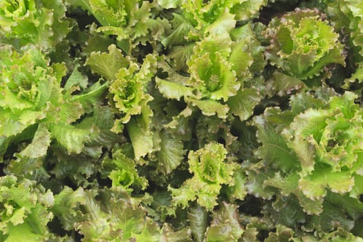 Close up of raw fresh green vegetable texture and background.