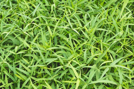 Top view and close up empty green grass field. Green field of grass background.