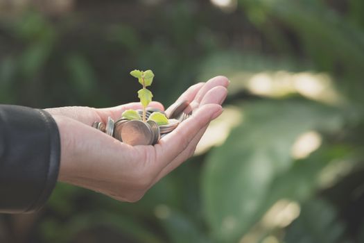 Hand holding money gold coins with plant in his hand for financial and saving money concept.
