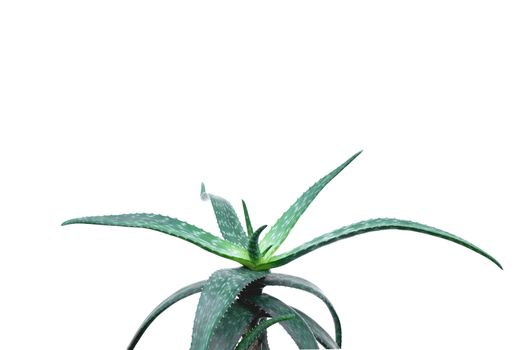 Green potted plant in the pot isolated on white background.