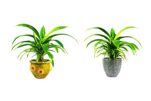 Green potted plant, trees in the cement pot isolated on white background.