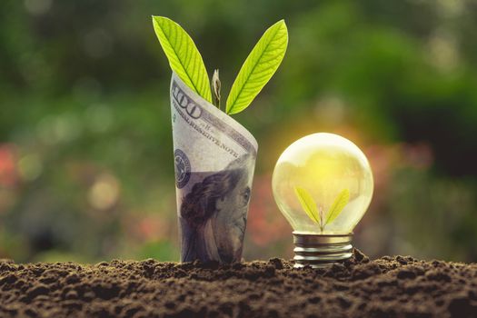 Energy saving light bulb and tree growing with banknote on nature background. Saving, accounting and financial concept.