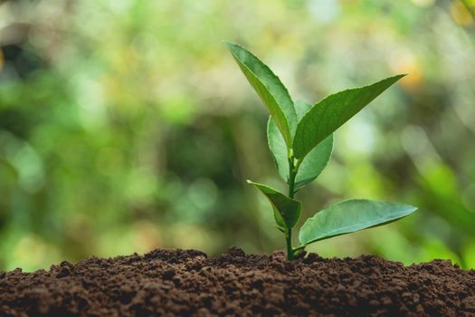 Green young plant growing in soil on nature background