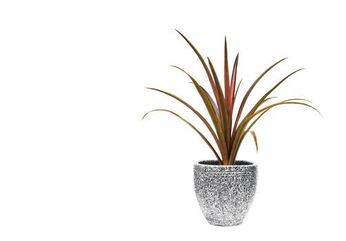 Green potted plant, trees in the cement pot isolated on white background.
