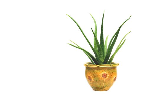 Green potted plant, trees in the cement pot isolated on white background.