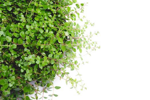 Green potted plant, trees in the cement pot isolated on white background.