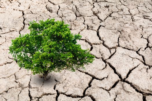 A tree on desolate land. Tree on dry earth, ecology disaster.