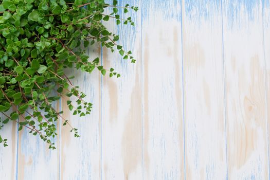 Green potted plant in the pot on wooden table background and copy space for insert text.