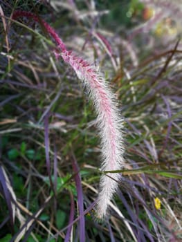 light pink Flowers of Grass inside the way